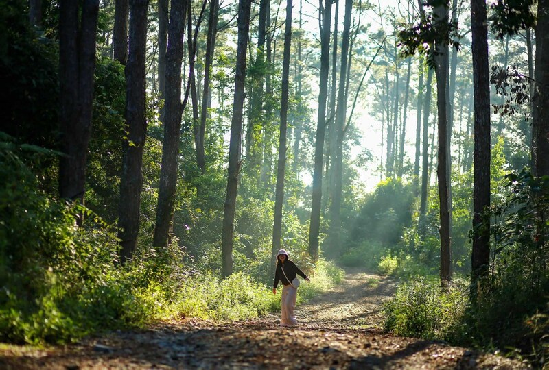 Rừng thông Măng Đen Kon Tum