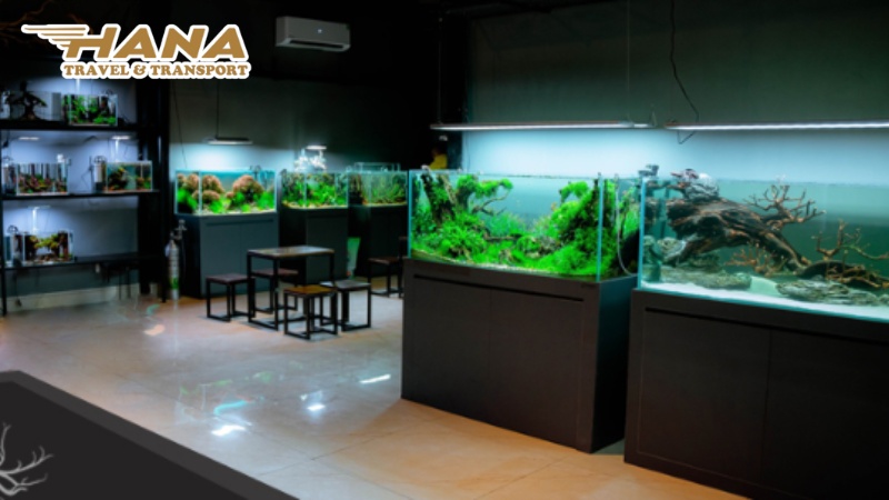Showroom cửa hàng thủy sinh Ylang Aquarium