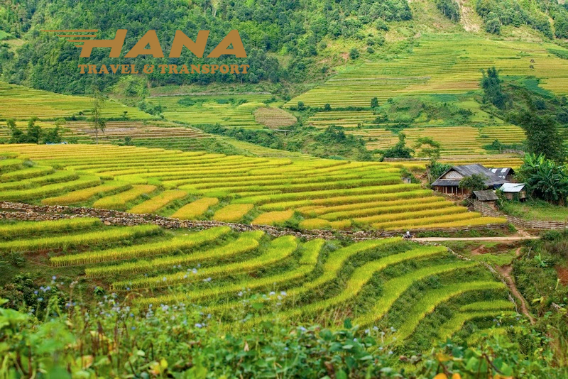 Cánh đồng Mai Châu Những thửa ruộng bậc thang xanh mướt vào mùa lúa non