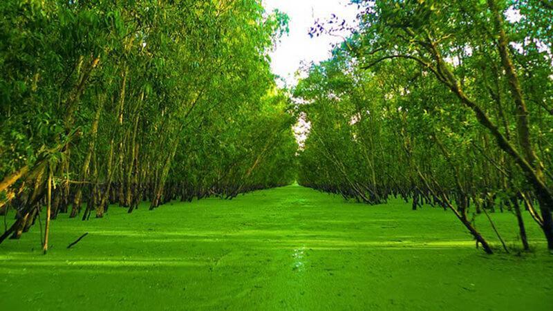 Khám phá Rừng Tràm Trà Sư thơ mộng